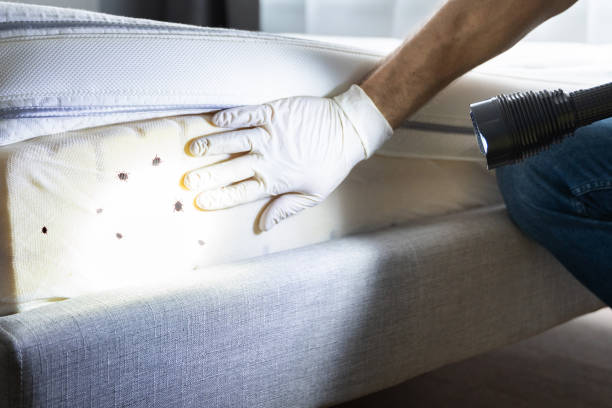 Best Best Pest Control Companies  in Lake Wildwood, CA