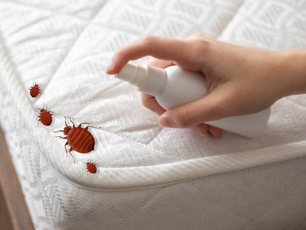 Best Bed Bug Extermination  in Lake Wildwood, CA