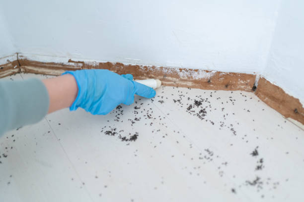 Best Ant Control Services  in Lake Wildwood, CA